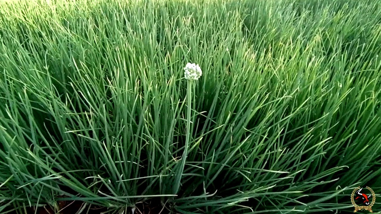 Small Onion Farming Onion Cultivation Onion Farm our Onion Farming Annachi Vlogs YouTube
