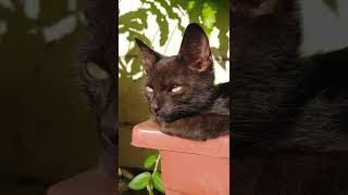 Gatinho Tomando Banho De Sol 