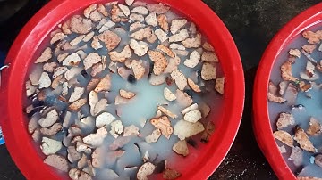 Chữa tóc bạc sớm, giúp bổ thận chỉ với hà thủ ô đỏ + đỗ đen xanh lòng. Sđt(zalo): 0388984410