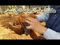 تربية الدجاج البلدي -  كيف أعرف الدجاجة البياضة The hen that lay eggs