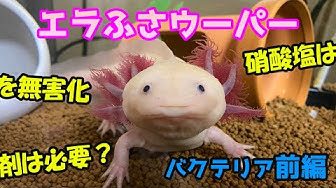 ウーパールーパー稚魚 Youtube