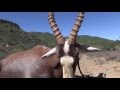 African Hope Hunting Safaris 2016 blesbok #1