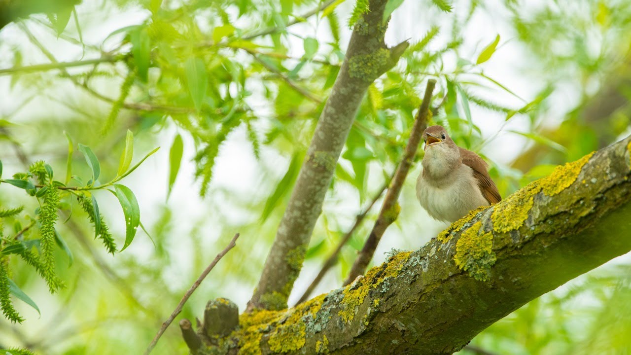 Dawn Chorus Live — birdsong & commentary from across the UK - YouTube