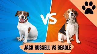 Jack Russell vs Beagle: ¿Cuál es el mejor?