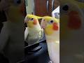 Awww! Look at this Cute Peekaboo Playtime ✨💖 #cutepets #cockatielscraze
