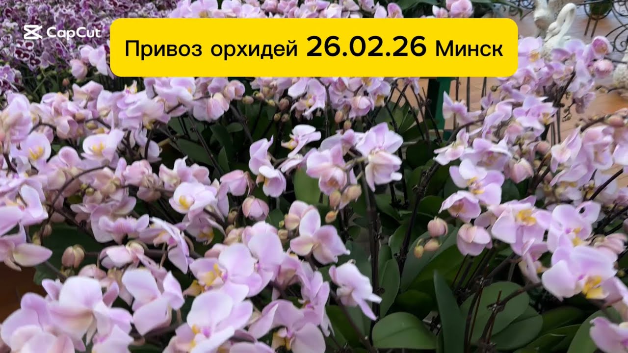 Китайские орхидеи на праздничном привозе в Минске к 8 Марта