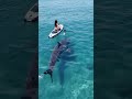 Giant Shark Stalks Paddleboard in Tropical Paradise! | AI