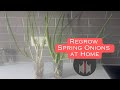 How to Regrow Spring Onions at Home in Water