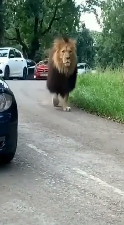mobil mogok di kandang singa taman safari