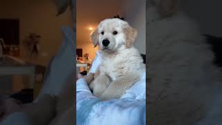 What sounds?#dog #labrador 😂🐶#video