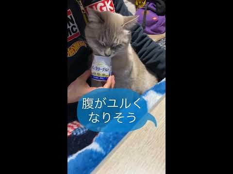 かわいい猫　はなわ君今日もマイペース②