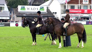 Pencampwriaeth Cobiau Cymreig Tan Gyfrwy | Welsh Cobs Ridden Championship