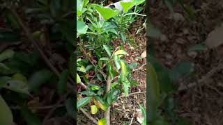 Asmr Vegetable Gardening Sound