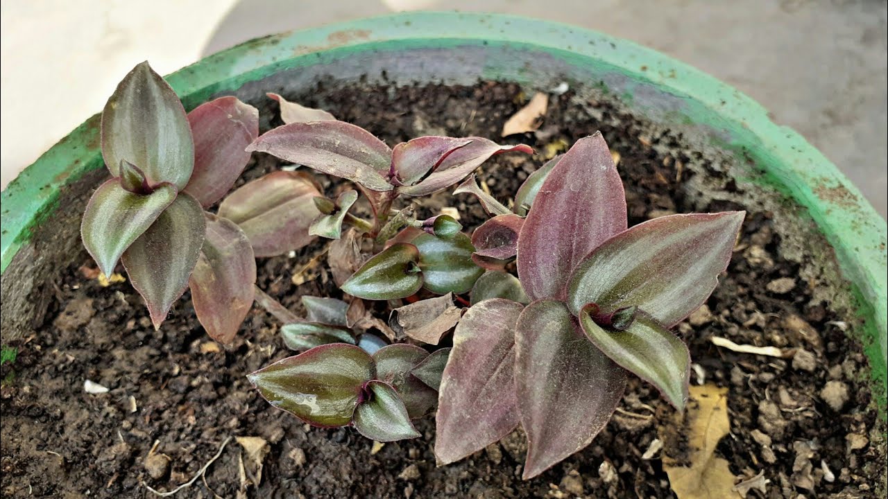 Wandering jew plant repotting In pot (hanging plant) hanging