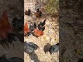 Desi Murgi farm 🐓 #youtubeshorts #trending #shortvideo #trending #viral