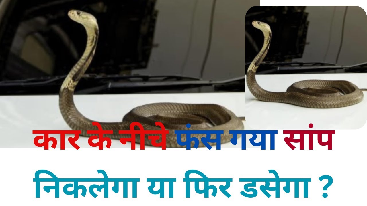 CAR में फँस गया साँप, निकलेगा या डसेगा Live रेस्क्यू 