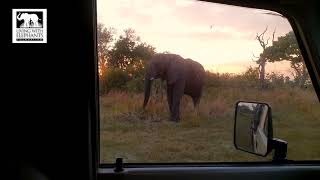 Monitoring Morula in the wild! | Okavango Delta, Botswana | Living With Elephants Foundation |