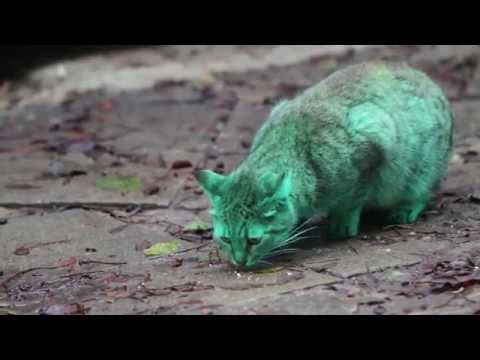 Feline a little green! Meet the GREEN cat of Bulgaria (Part 2)