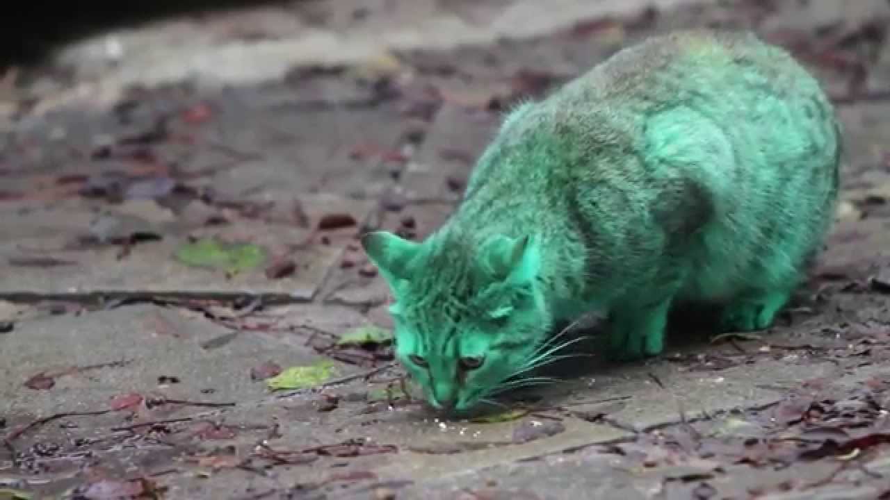 Feline A Little Green Meet The Green Cat Of Bulgaria Part 2 Cats Pets Cats Cats And Kittens