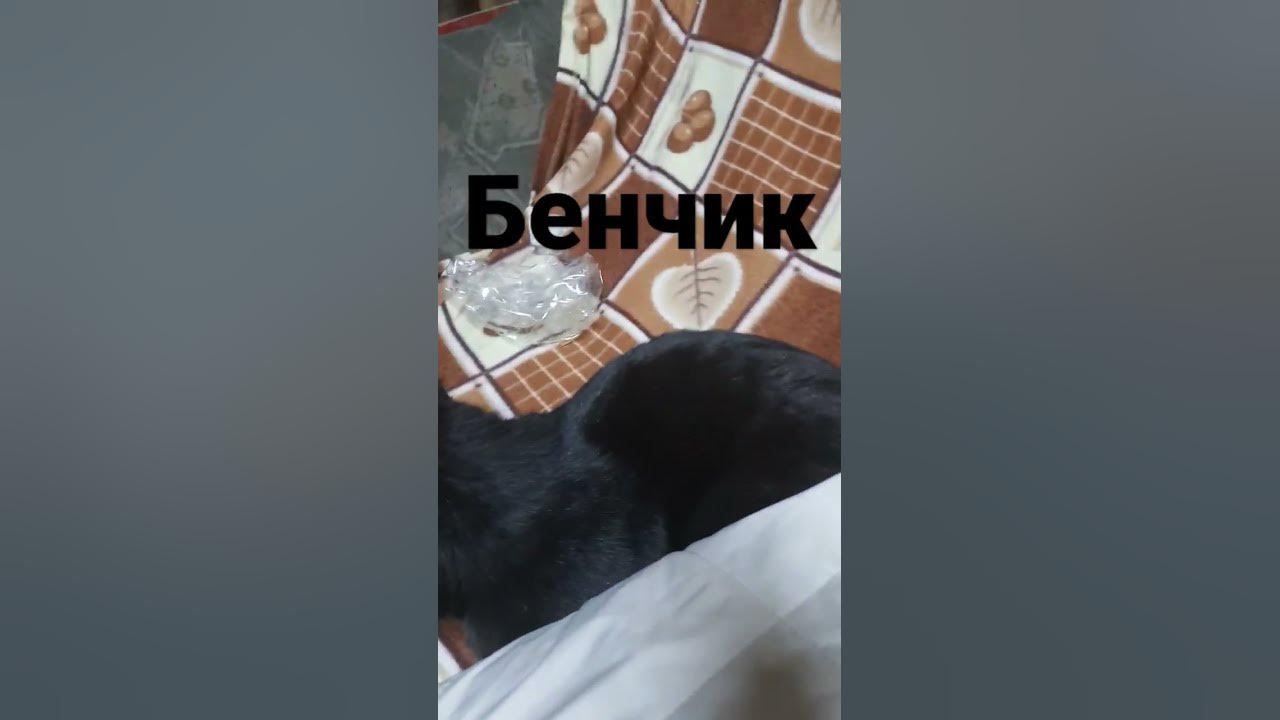 бенчик😻 - YouTube