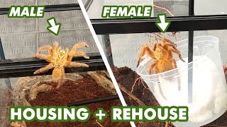 Rehousing 2 OBT for Future Breeding Project by dna design 392 views 3 years ago 7 minutes, 22 seconds