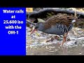 Water rail are very secretive birds. Slimbridge WWT offers one of the best places to film them.