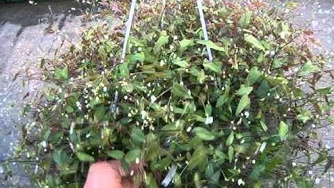 ブライダルベールの育て方 Youtube ブライダルベールの育て方 Youtube