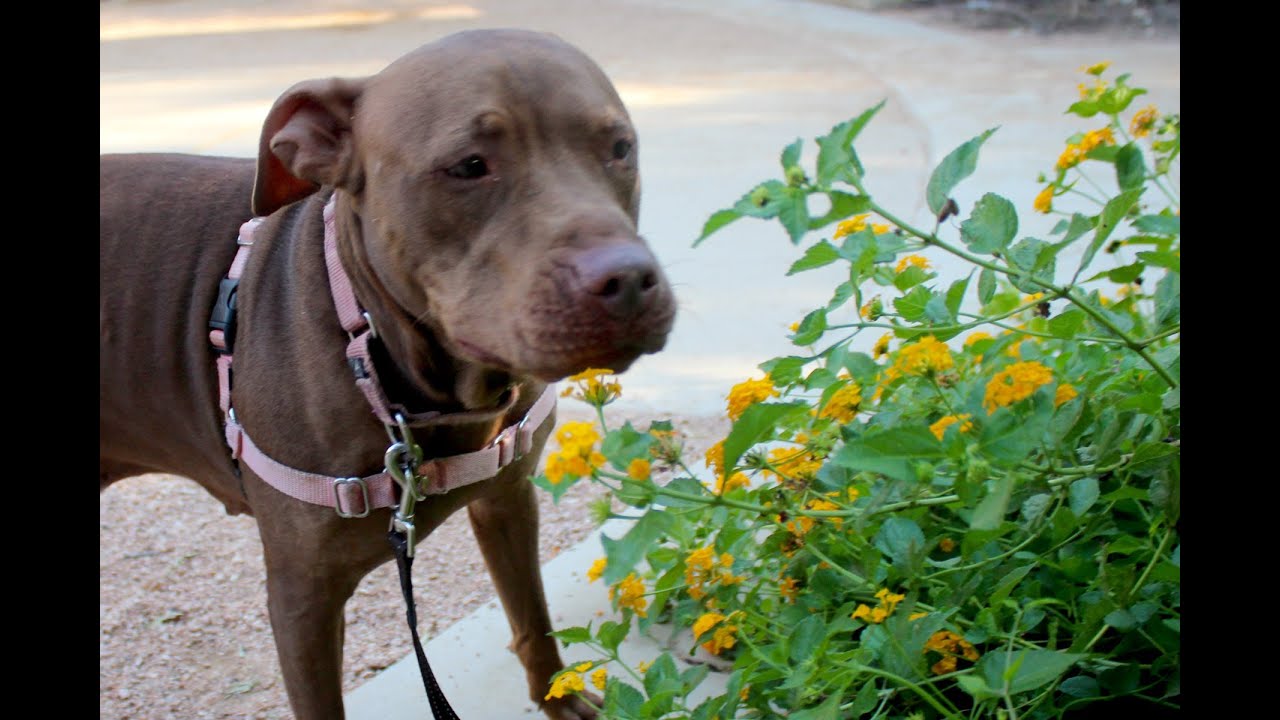 petco hours Bailey - ADOPTED!