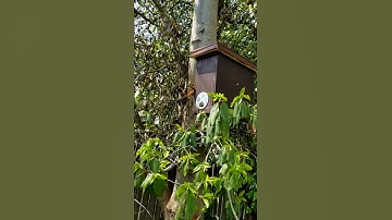 Swarm trap with swarm commander