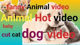 Fanny Animal Video Baby Cut Cat Dog Animal Hot Video Fanny Baby Cat Cut Dog Video