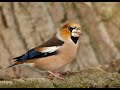Hawfinch 1h Bird Sound Hawfinch 1h Bird Sound