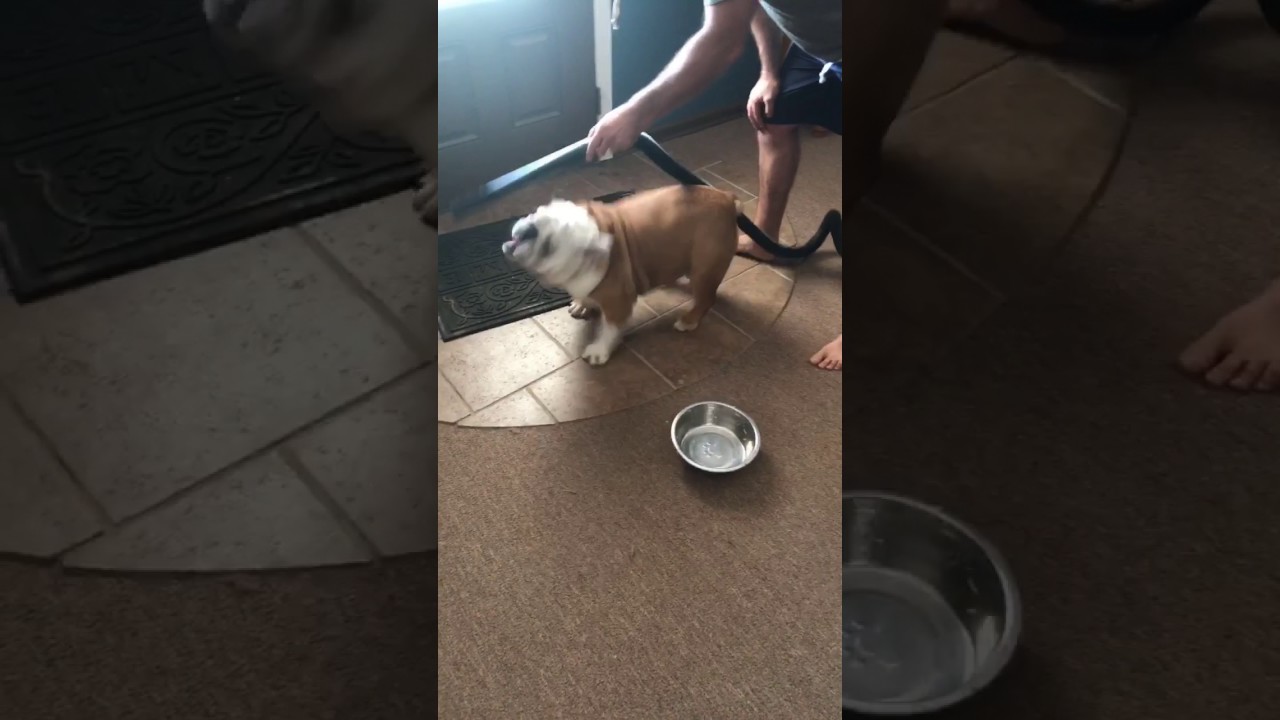 Gerald the Bulldog attacking the vacuum... again. YouTube