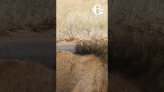 Lion roars as he passes safari trucks at Kruger National Park in South Africa