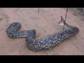 GIANT SNAKE EATS MAN? Huge Snakes and Humans