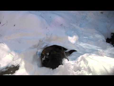 River Otters playing in the snow