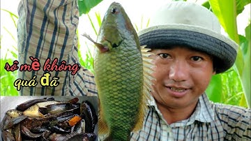 Câu Cá Rô Mề, Điêu Hồng, Trê Vàng, Rô Phi Sát Sông Lớn l Dân Quê 66.