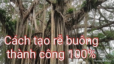 Rể mọc ra từ cành cây si là rể gì