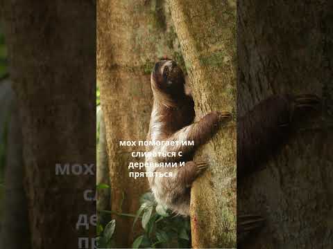 Ленивцы такие медленные, что на них растёт мох #facts #relax #wildlife #calmshorts #природа#animals