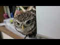 トゥルの日常