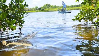 Skipping Bass Worms Under Florida Mangroves for Snook