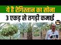 Success Story: पारंपरिक खेती छोड़ अपनाई खजूर की बागवानी, अब हर साल हो रही लाखों की कमाई #khajur