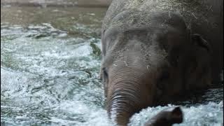 4k animal elephant,cute short funny,Zoo Leipzig,elephant zoo video,Elefant baby,zoo baby animals 4k