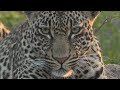 Pt 1 Safari Live&#39;s Sunrise Safari Drive at 5:30 AM on Feb 14, 2018 ( Thamba )