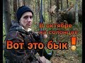 В октябре на солонцах - вот это бык!