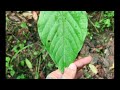 Foraging paw paws