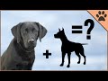 10 Cruces De Labrador | Perros Mundo