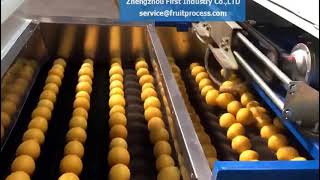 Celebrity Machine for washing, draying, waxing, grading for Citrus, orange, mandarin, lemon, grapefruits Net Worth