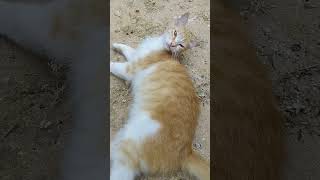 Осторожно, кошки 😻 Смешные коты 😹 Stray cats relaxing 🐈 Funny cats 😸 Cute animals Nature Kucing lucu