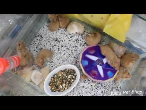 Shop Hamster và thú cưng Q11 HCM