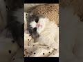 cute kitten🥰 #trending #cat #shortvideo #funny